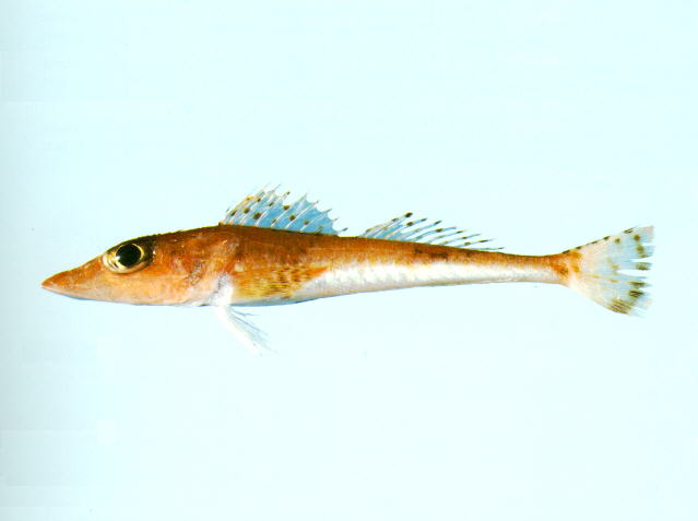 (Bembridae) СЕМЕЙСТВО БЕМБРОВЫЕ (Deepwater flatheads) 3 рода 8 видов